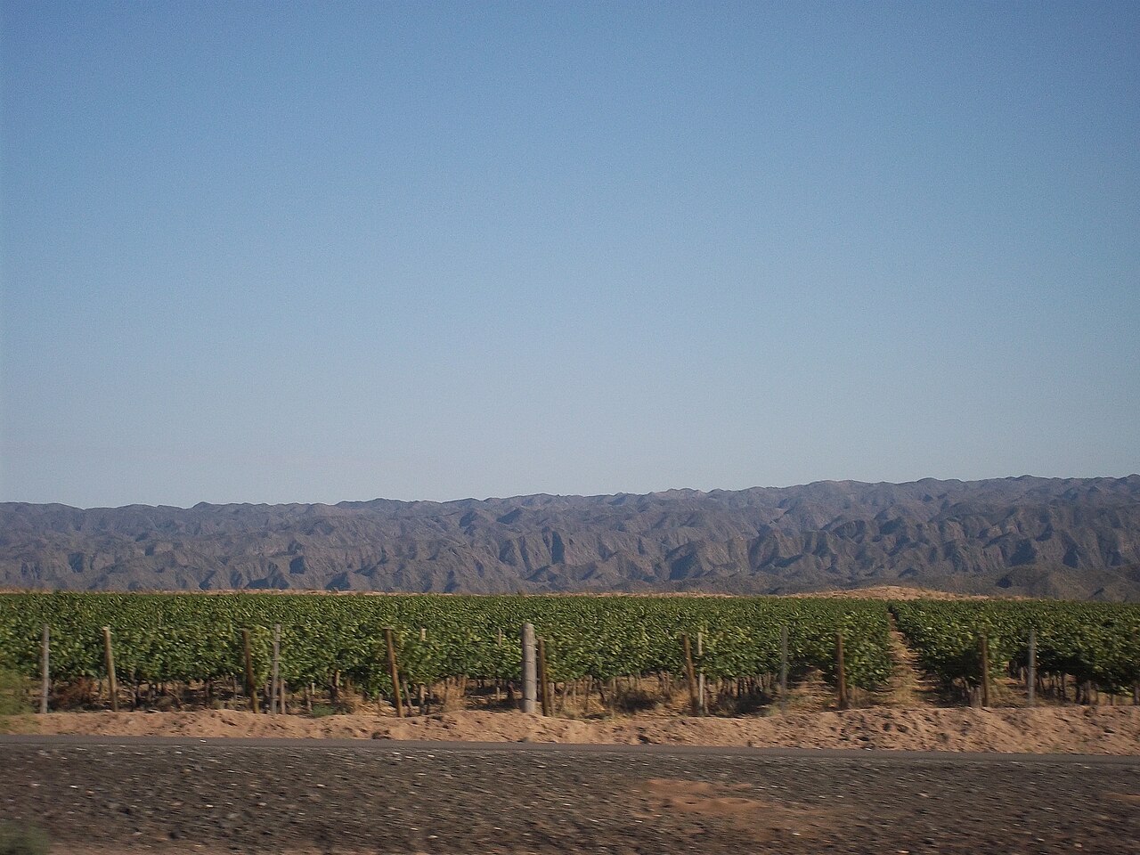 Ruta del Vino en San Juan: Guía Completa para Visi