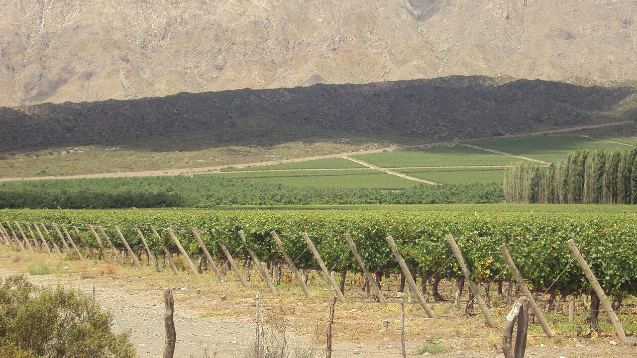 Ruta del Vino en San Juan: Guía Completa - detalle